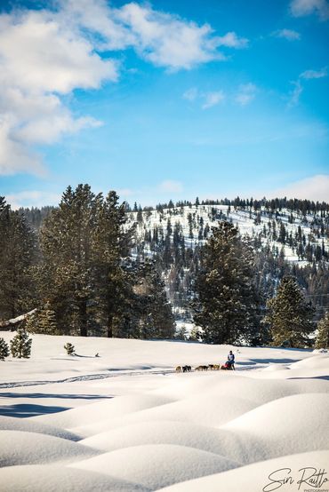 dog sled team, dog, idaho, snow, snowy, trails near me, snowy trail, 