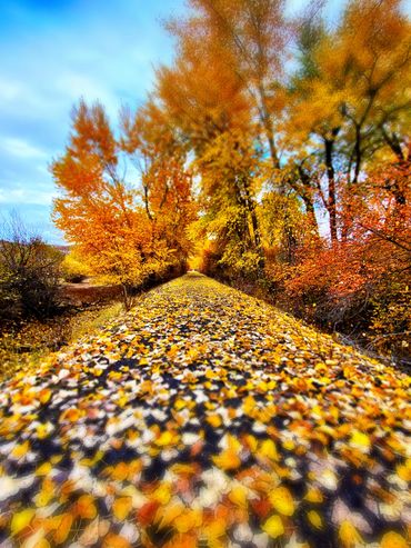 Fall, leaves on trail, Idaho recreation, mtb mountain bike. river to river trail