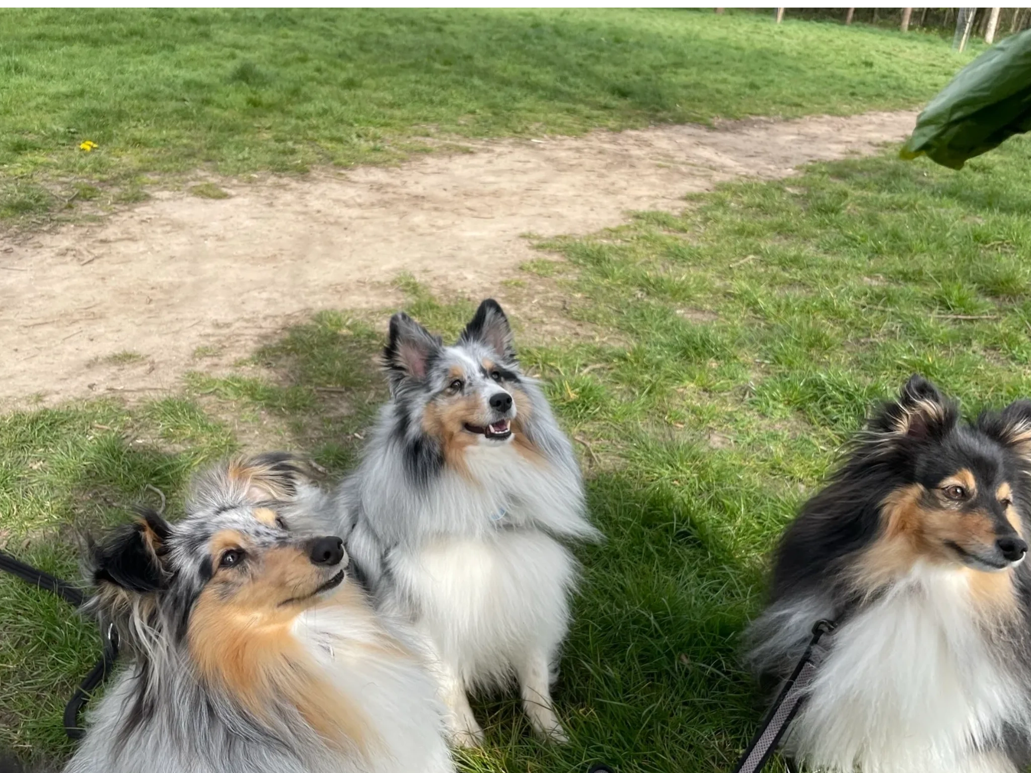 Dog watching service near me 2025