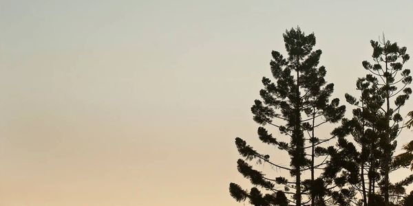 Trees in nature during sunset for a wedding in Sirromet Winery. 