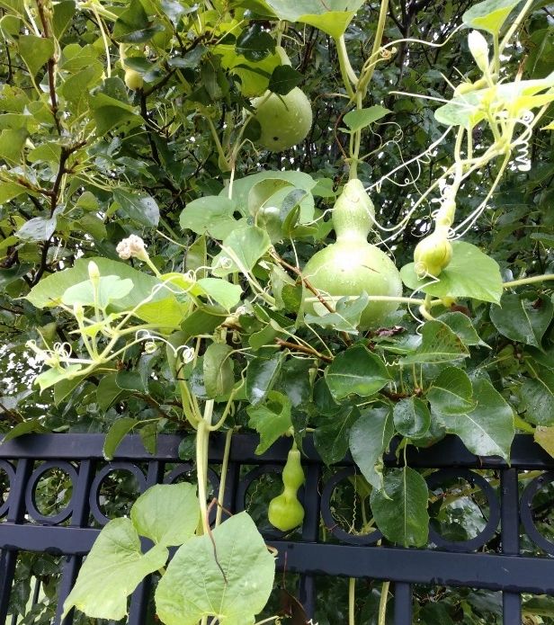 Our ‘alien babies,’ aka Bird House Gourds. Our ‘alien babies,’ aka Bird House Gourds.