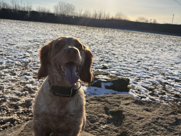 Happy dog sitting on a rock in a snowy field at sunset.