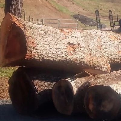 large logs for milling