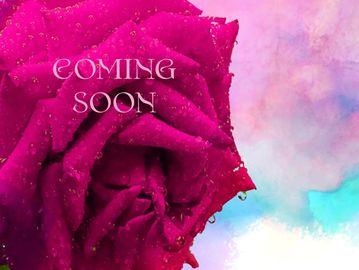 Close-up of a dew-covered pink rose with 'COMING SOON' text on a pastel background.