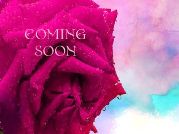 Close-up of a dew-covered pink rose with 'COMING SOON' text on a pastel background.