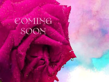 Close-up of a dew-covered pink rose with 'COMING SOON' text on a pastel background.