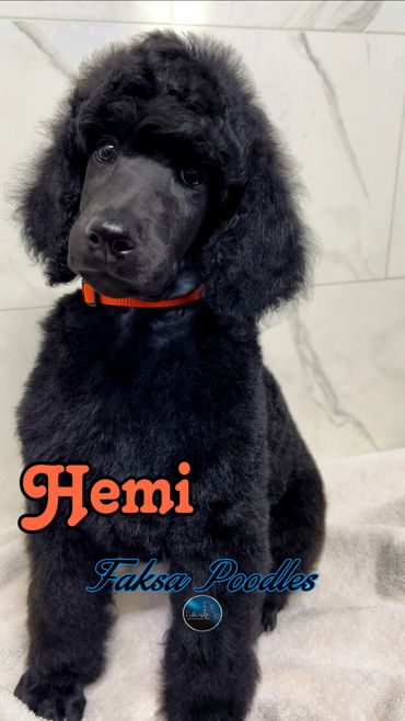 Adorable black poodle puppy named Hemi with a bright orange collar.