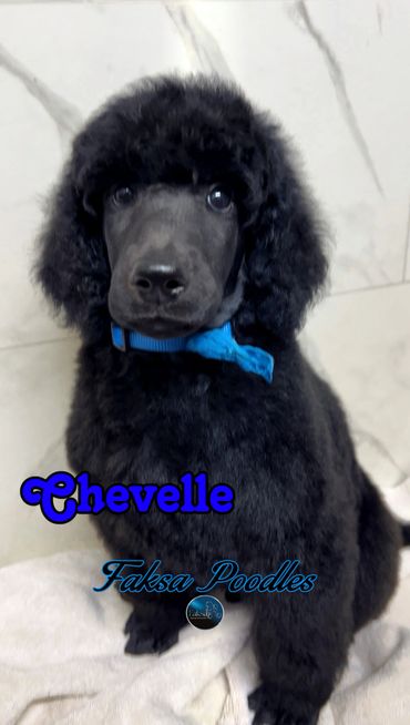Black poodle puppy named Chevelle wearing a blue collar.