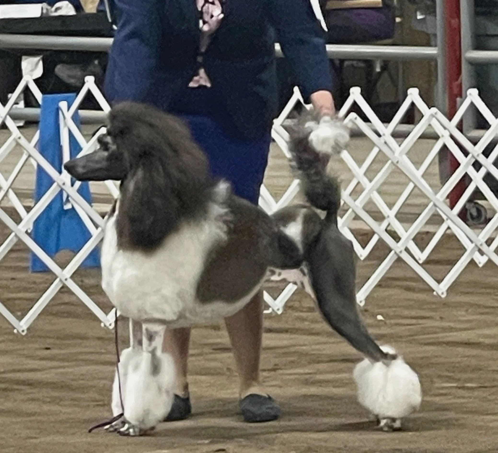 Parti poodle kennel best sale club