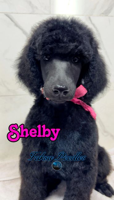 Adorable black poodle puppy named Shelby with a pink ribbon.