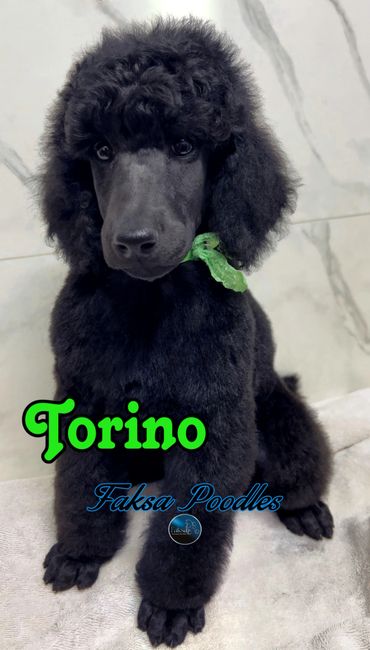 Black poodle puppy named Torino with a green bow sitting indoors.