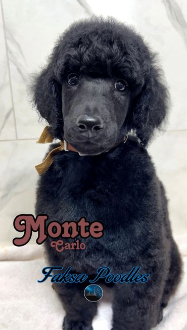 A black poodle puppy named Monte Carlo with a brown bow.