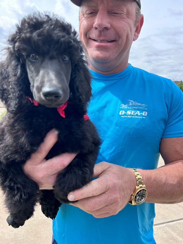 Man in blue shirt holding a black poodle puppy outdoors.