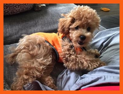 Potty Training | Pumpkin Center Poodles