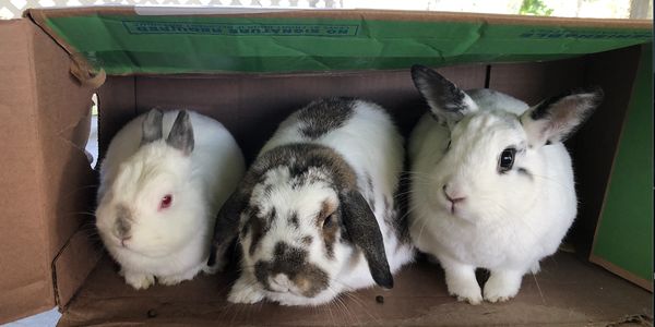 three bunnies in a box