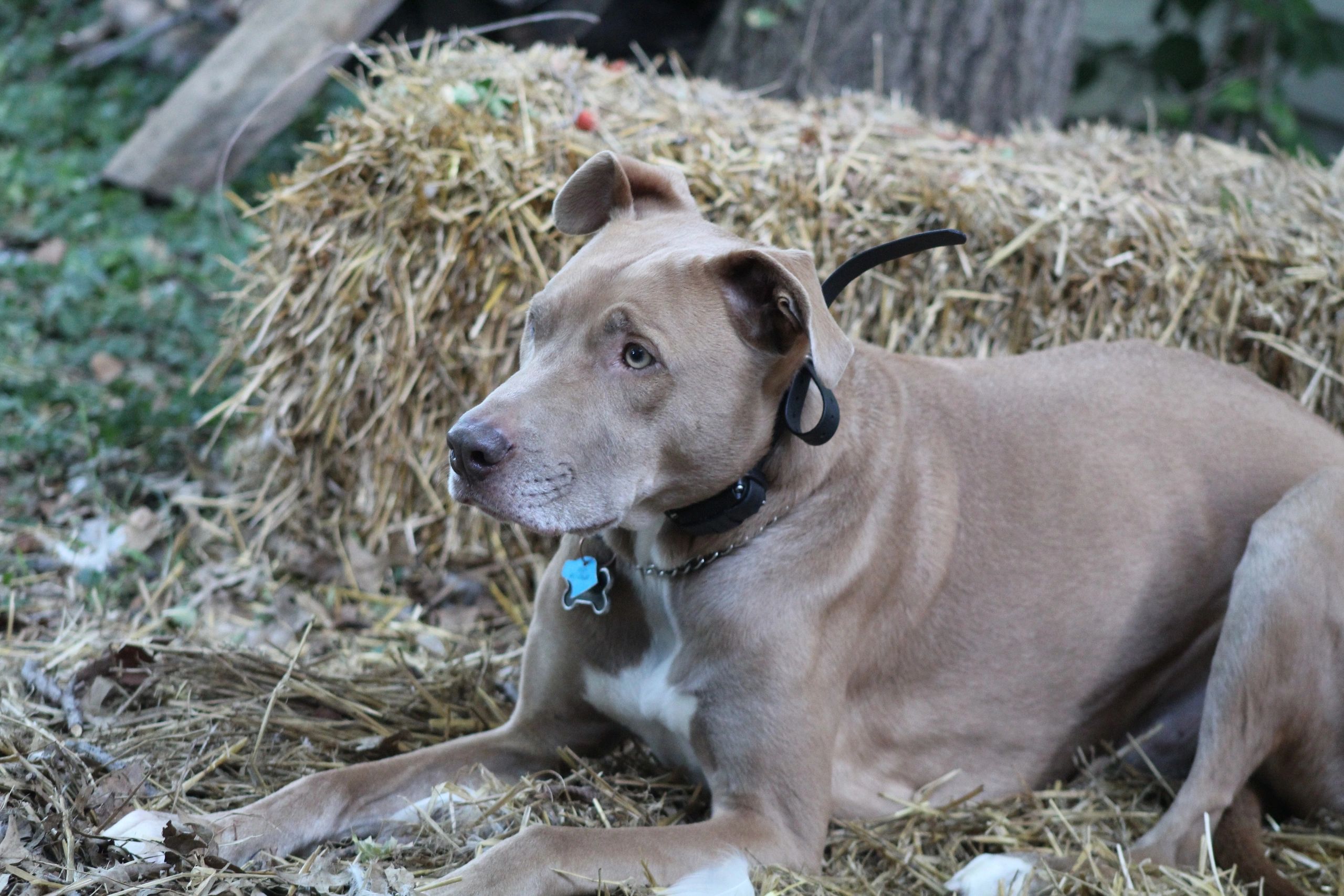 Affordable Dog Training Services