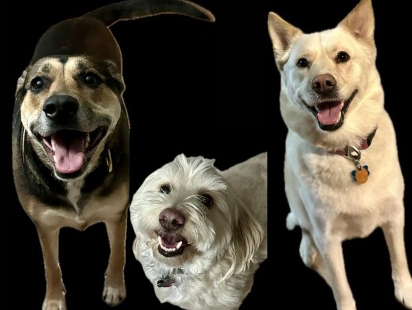 My 3 doggies