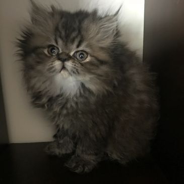 Himalayan Kittens Nj Himalayan Kittens Cat Breeder Breeder