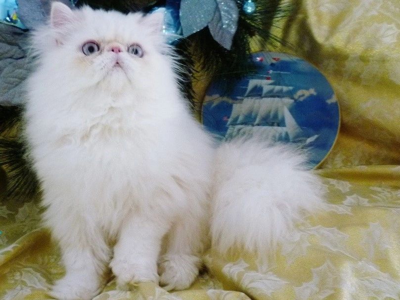 Himalayan Kittens Nj Himalayan Kittens Cat Breeder Breeder