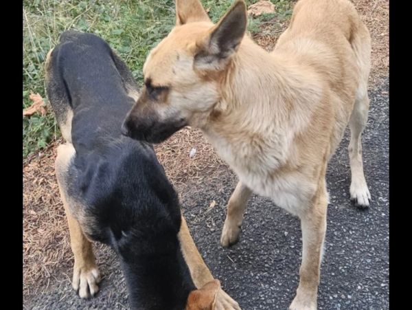 Two dogs sniffing each other on a paved path.