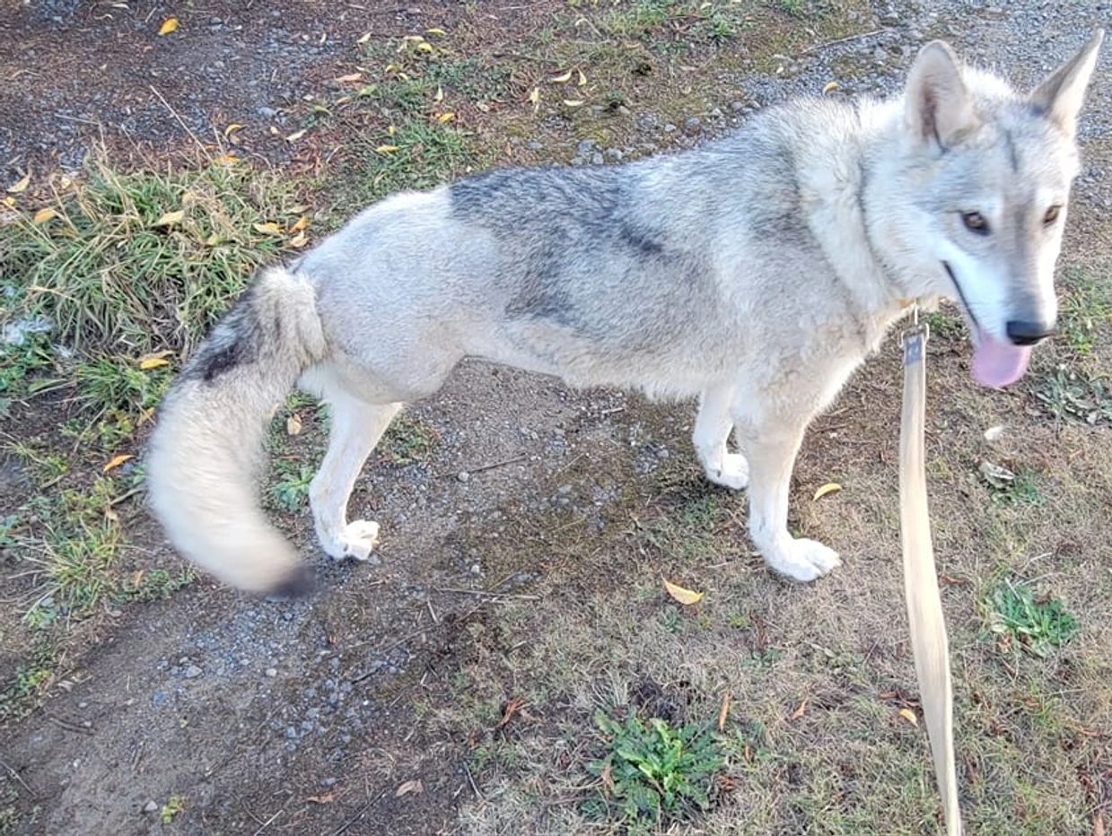 A gray and white dog on a leash outdoors, looking happy with tongue out.