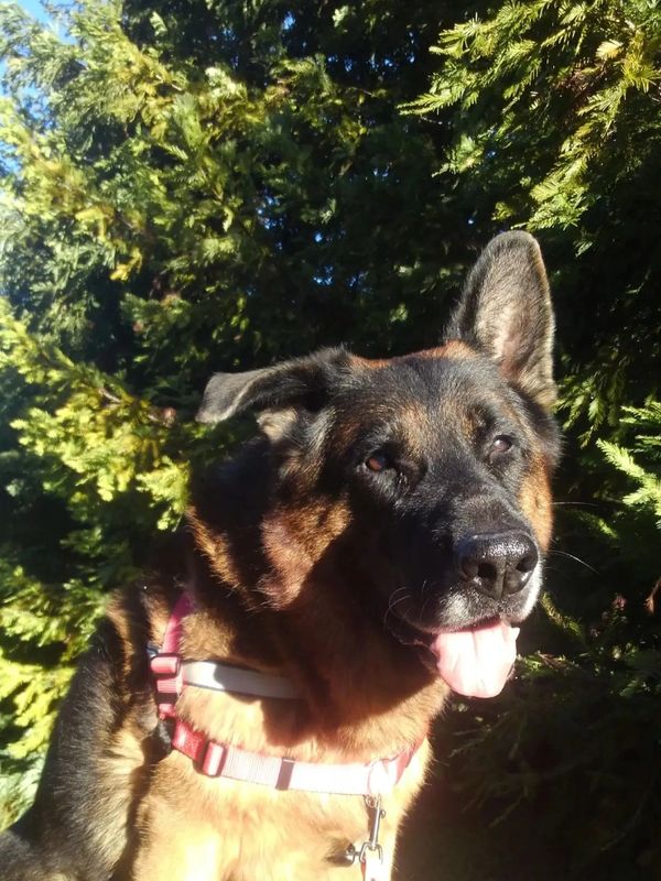 German Shepherd dog sitting outdoors, tongue out, wearing a pink harness.