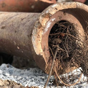 tree roots in pipe