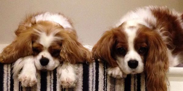 Lola and Frosty, Cavalier King Charles Spaniels, Blenheim