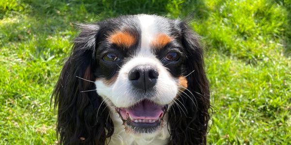 Betty, Cavalier King Charles Spaniel, tricolour