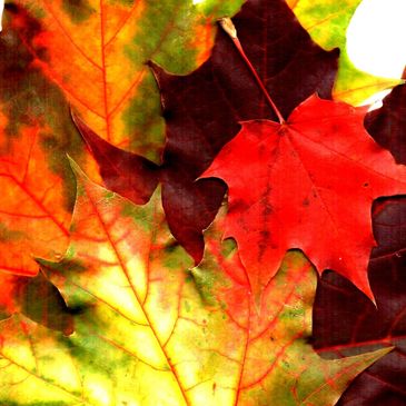 The Maple Leaf representing Canada 
