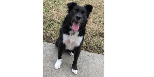 Happy black and white dog sitting outdoors.