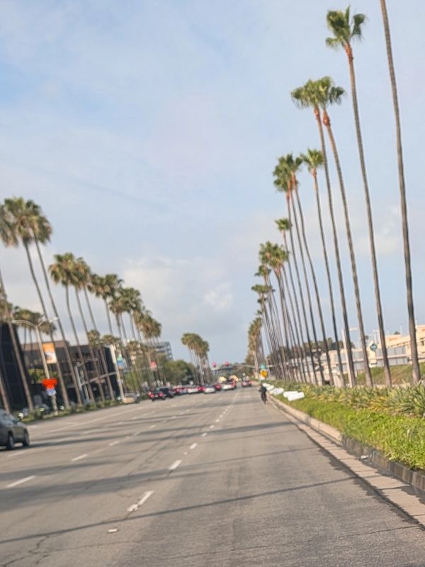 Wide street lined with tall palm trees on a sunny day.