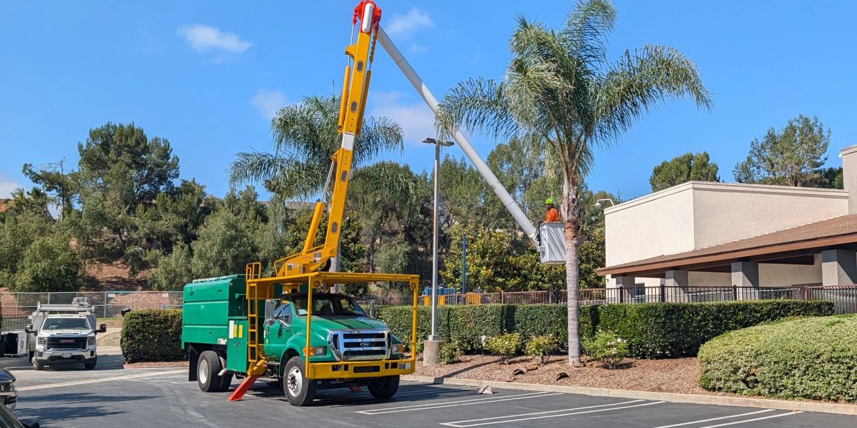 Worker tending to palm trees using a bucket truck in parking lot.