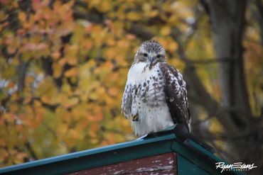 A hawk perched on a rooftop against a backdrop of autumn leaves.