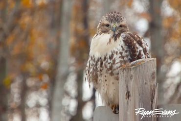 A hawk perched on a wooden post in a forest with autumn colors.