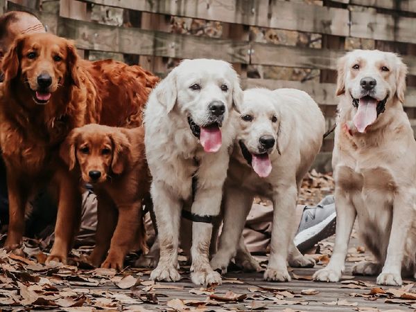 Hakmans Golden Retrievers Illinois Dog Breeders Golden Retrievers