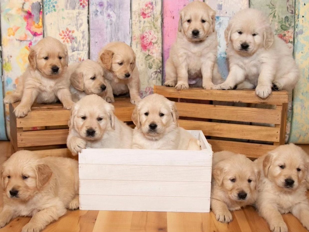 GOLDEN RETRIEVER PUPPIES OPEN THEIR EYES FOR THE FIRST TIME!! 