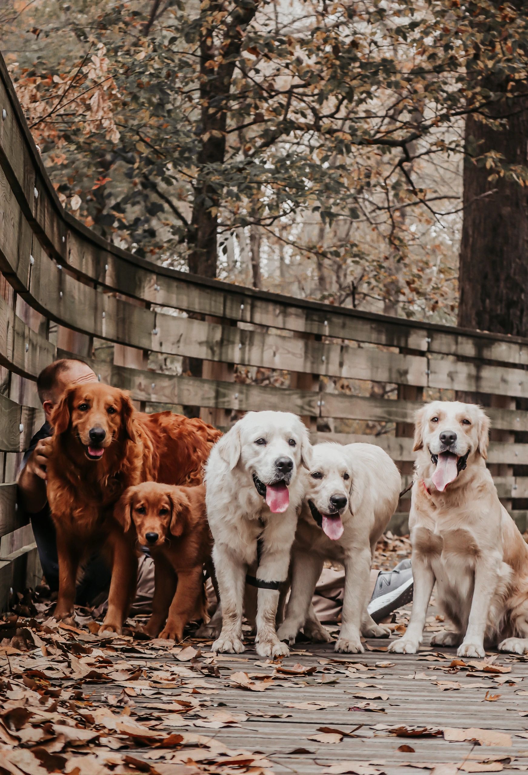 Hakmans Golden Retrievers Illinois Dog Breeders Golden Retrievers