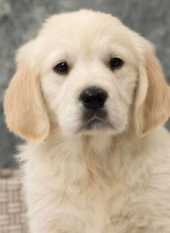 Golden Retriever Puppies  Retrieve a Golden of the Midwest