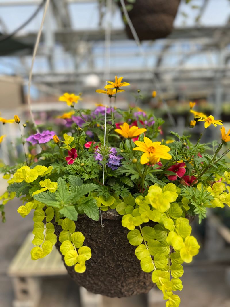 IMG_9873.jpeg
