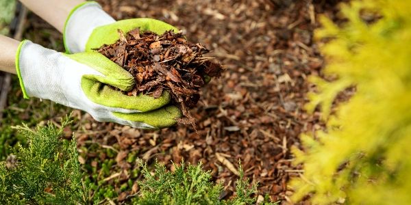 Gardener holding mulch in gloved hands over garden soil.