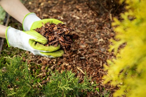 Mulching garden bed By ronstik AdobeStock_334.jpeg