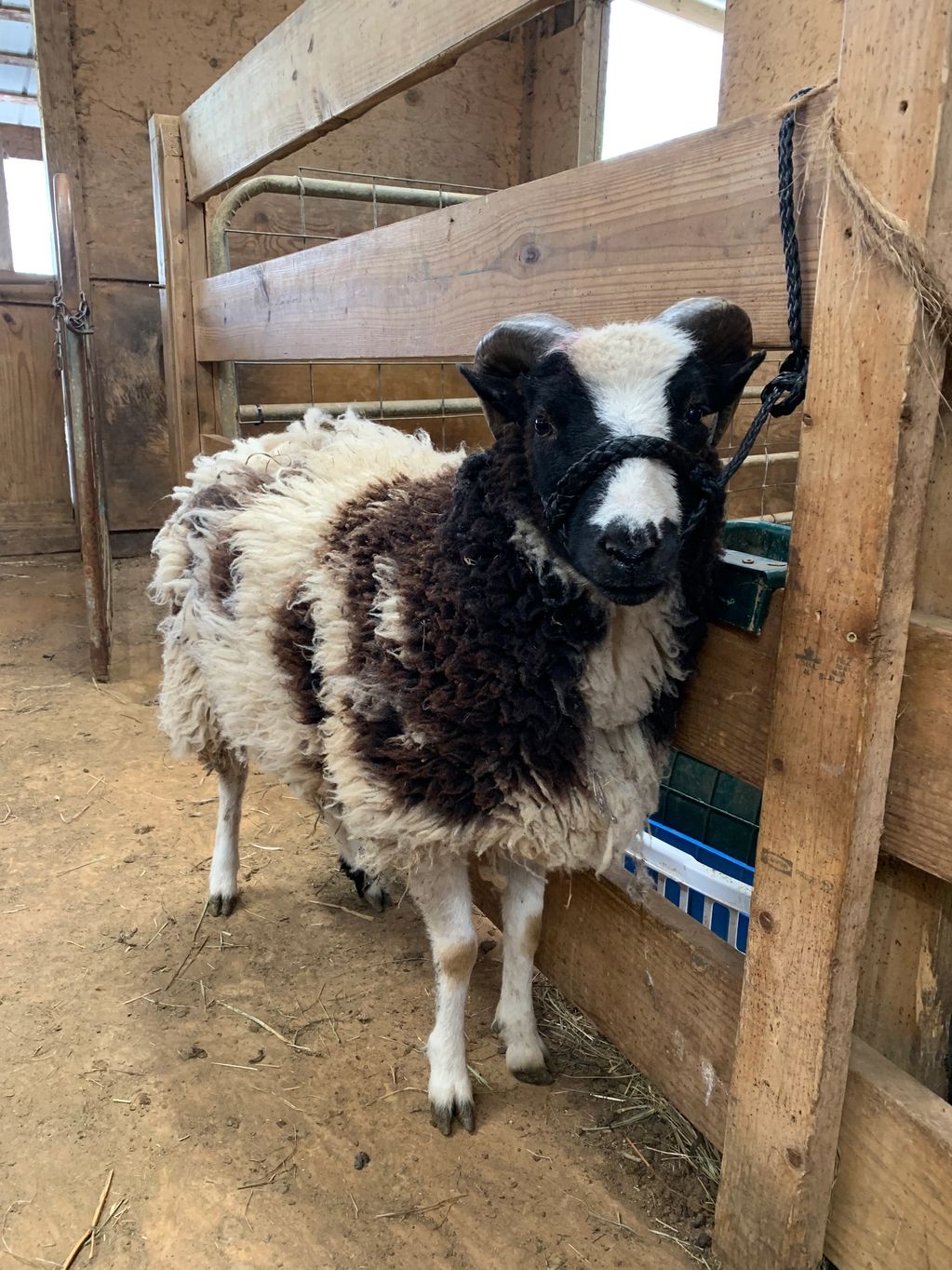 1 1/2 year old wethers for sale