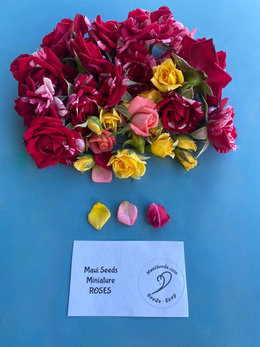 Miniature Maui Roses (Dried)