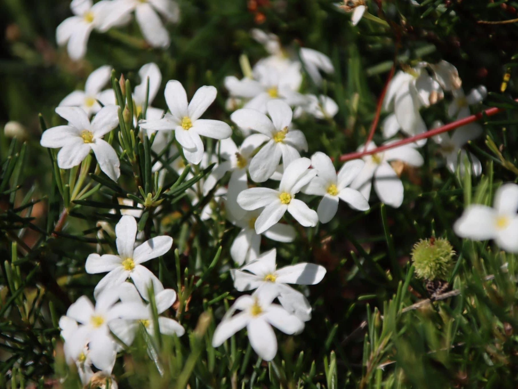 White flowers with yellow centers in green foliage.
