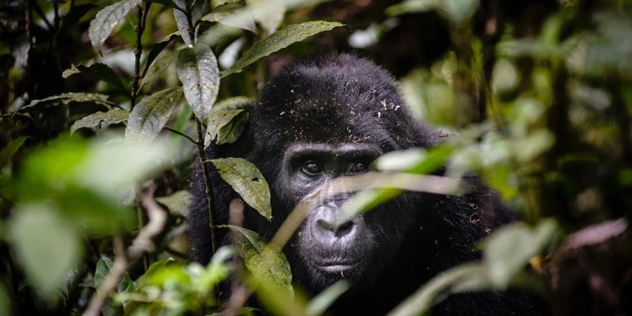 Mountain Gorilla, Gorilla Forest Camp, Bwindi Impenetrable Forest, Uganda