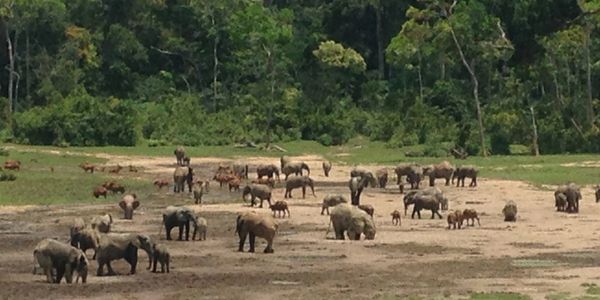 Forest Elephant, Forest Buffalo, Dzanga-Sangha Reserve, Central African Republic