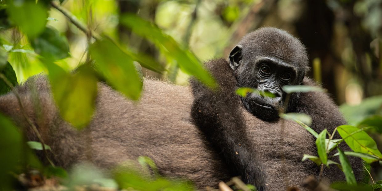 Lowland Gorilla baby in Ozala National Park, Congo Conservation Company