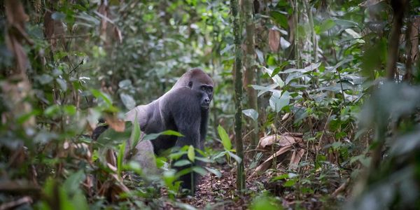 Western Lowland Gorilla Odzala-Kokoua National Park Ngaga Camp Republic of the Congo