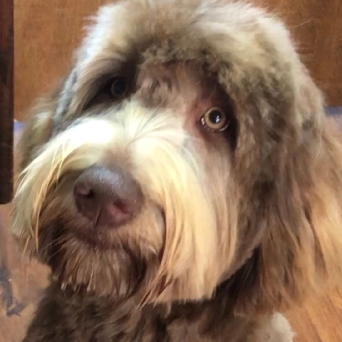 A Becoming Pet Salon And Mobile Spa